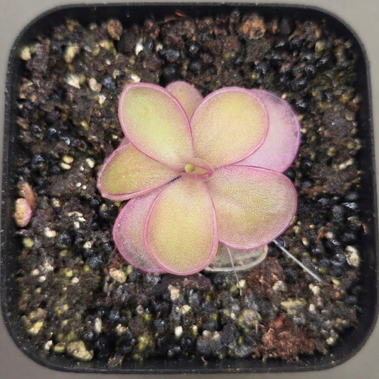 Pinguicula gigantea x moranensis (Santa Catarina Juquila)