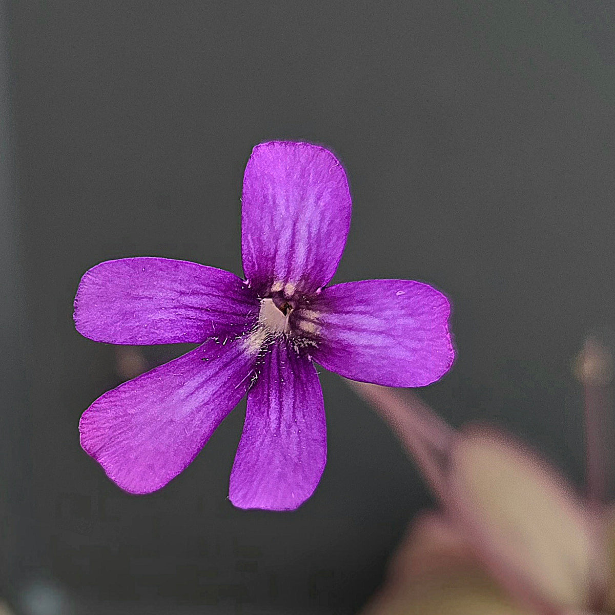 Pinguicula gigantea x moranensis (Santa Catarina Juquila)