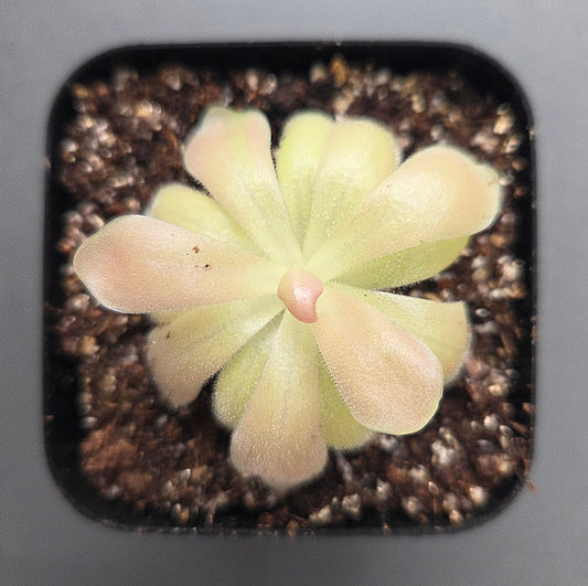 Pinguicula gypsicola x Sethos