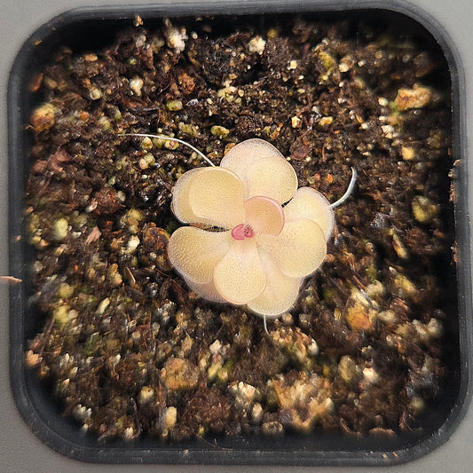 Pinguicula Hanka