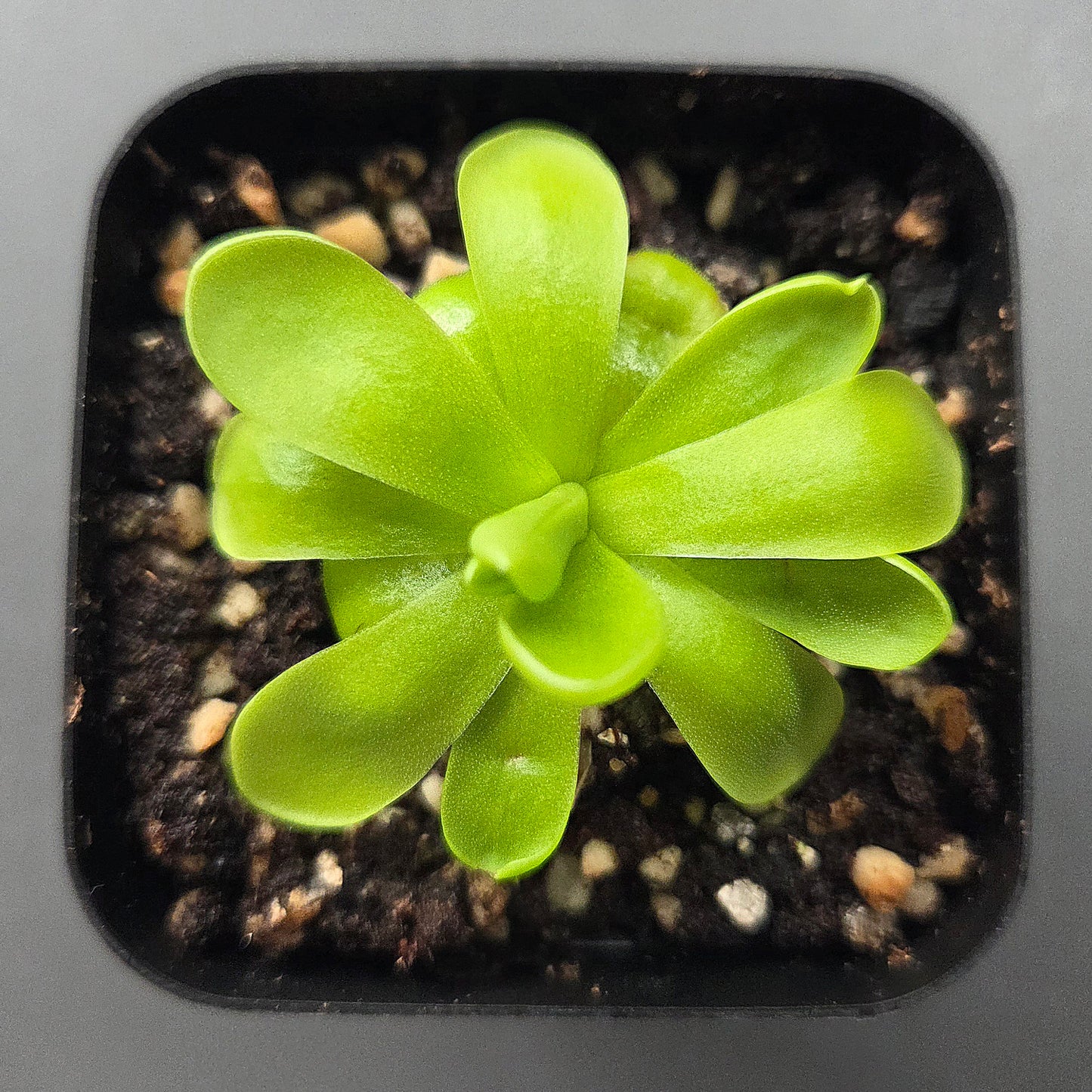 Pinguicula ibarrae