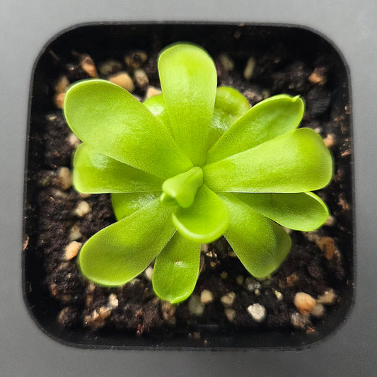 Pinguicula ibarrae