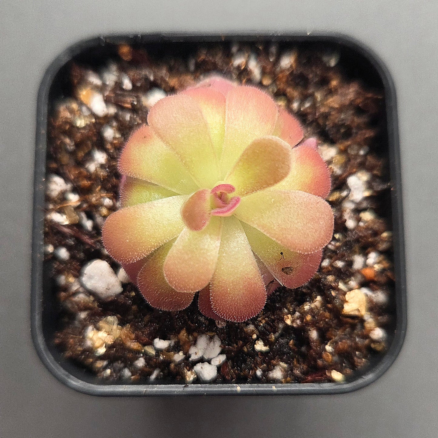 Pinguicula Johanna