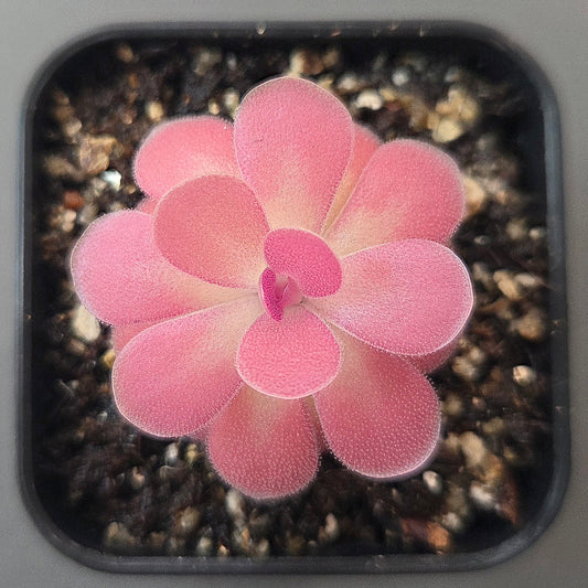 Pinguicula Johanna