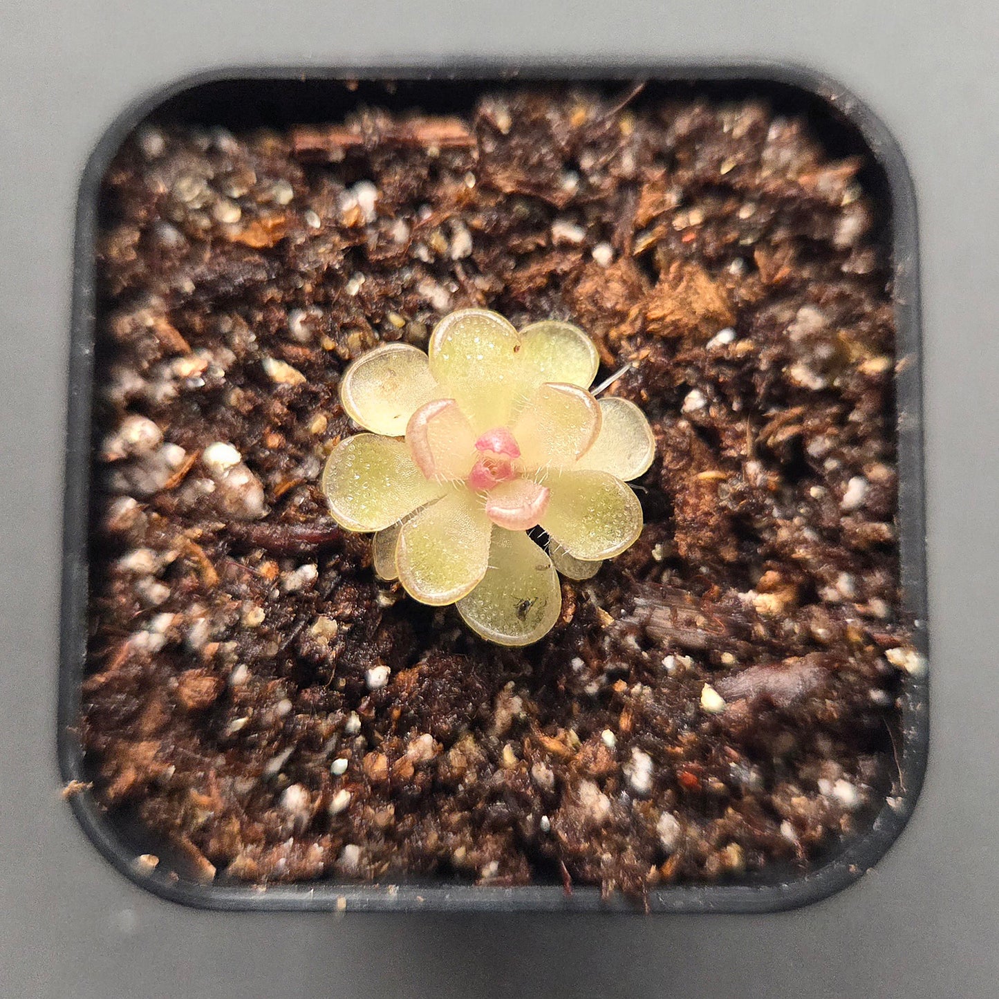 Pinguicula kondoi