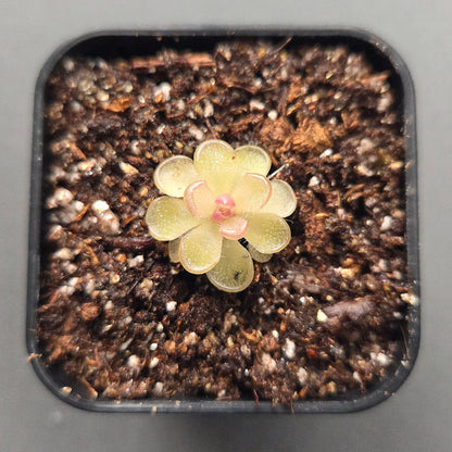 Pinguicula kondoi