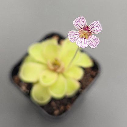 Pinguicula kondoi