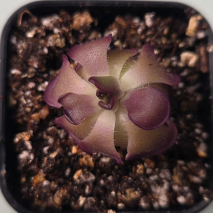 Pinguicula laueana Tangerine x cyclosecta