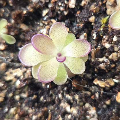 Pinguicula laueana Tangerine x cyclosecta