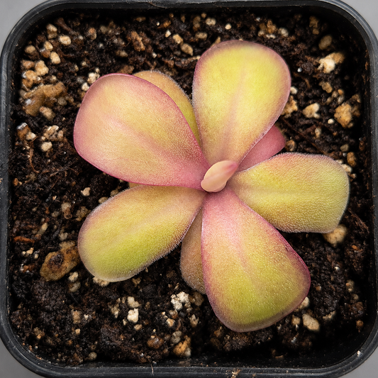 Pinguicula Lavender Lacewing