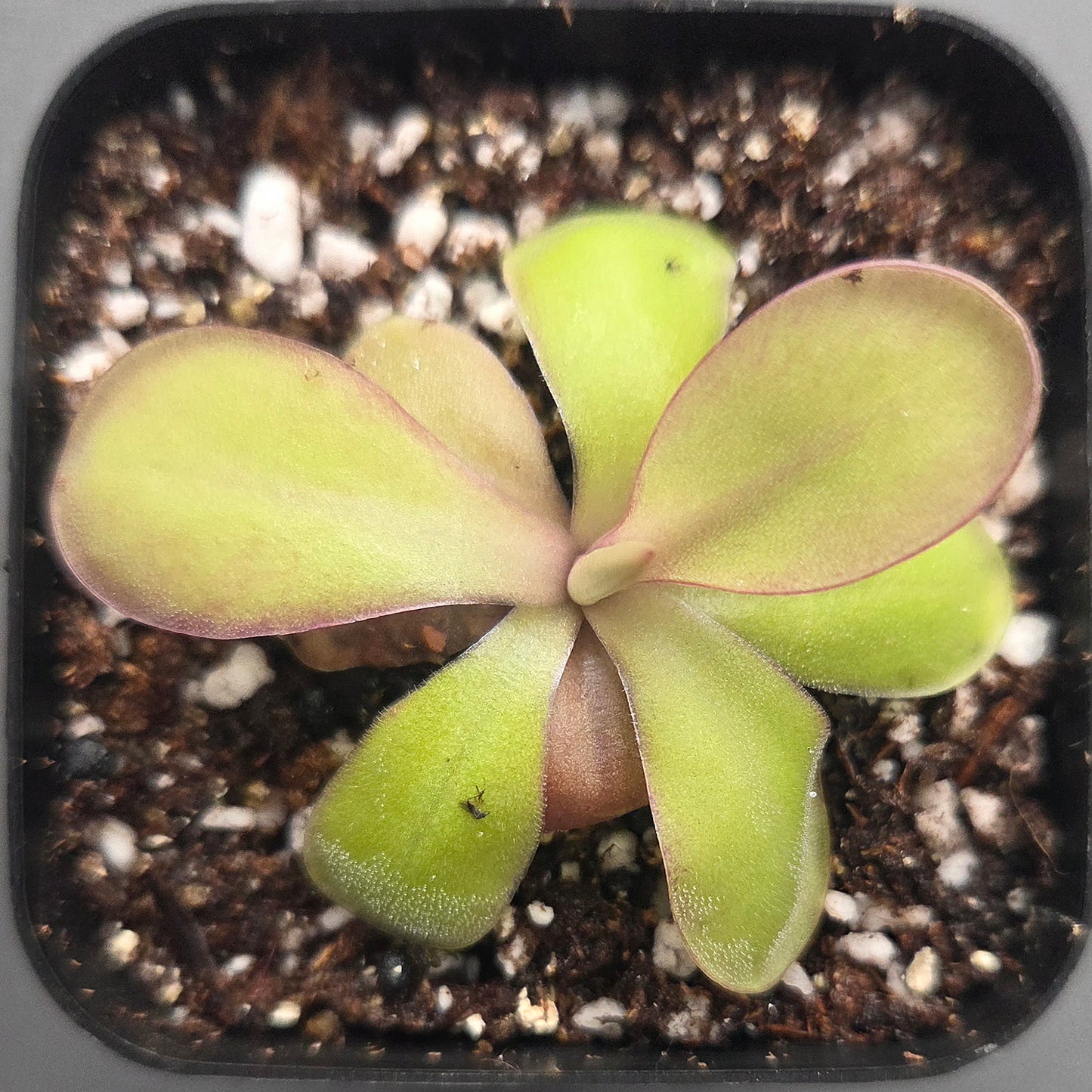 Pinguicula Lavender Lacewing