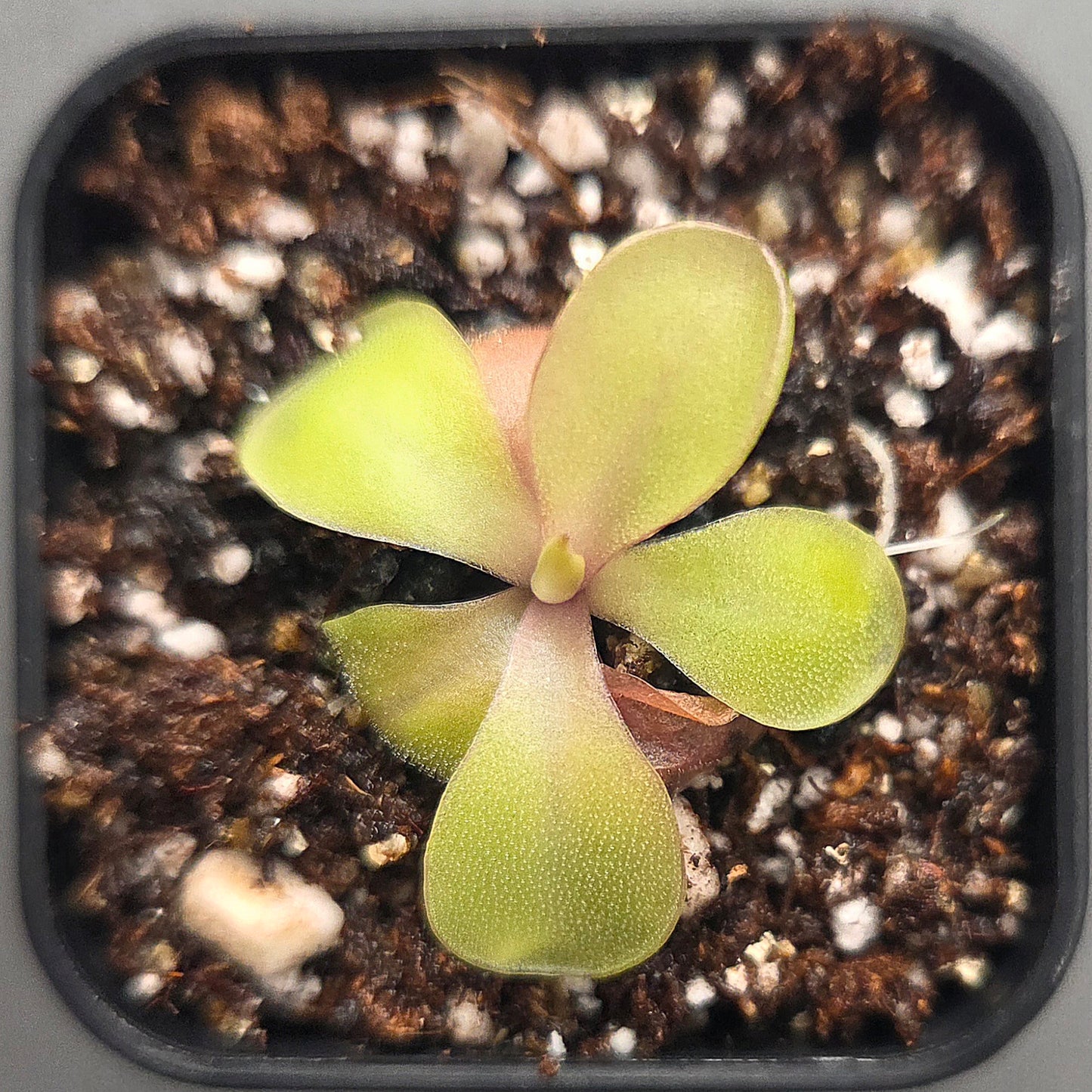 Pinguicula Lavender Lacewing