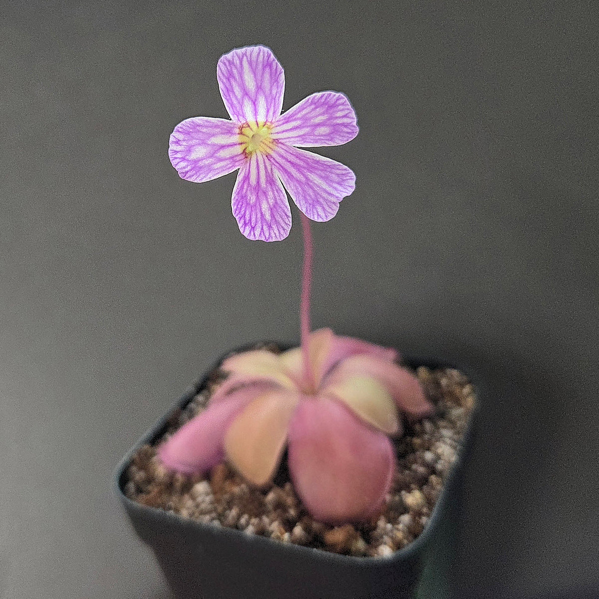 Pinguicula Lavender Lacewing