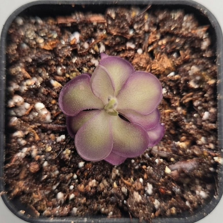 Pinguicula Lilac Lollipop