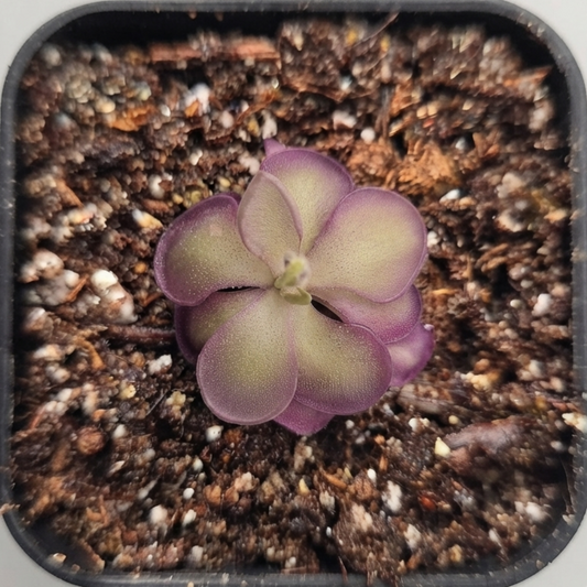 Pinguicula Lilac Lollipop