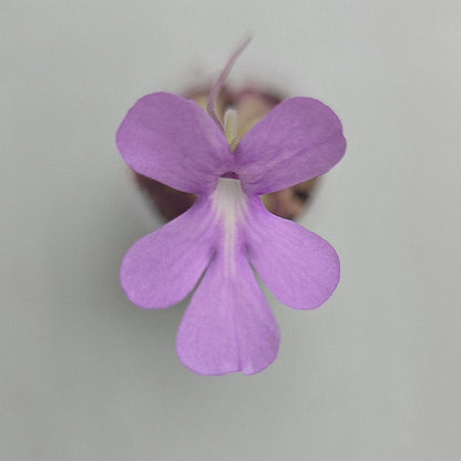 Pinguicula Lilac Lollipop