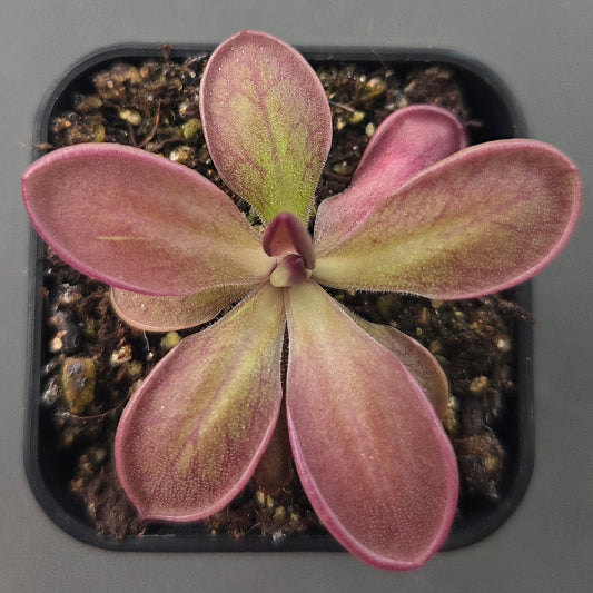 Pinguicula Malibu Barbie