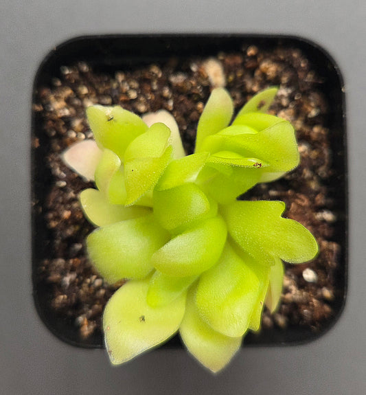 Pinguicula Marciano