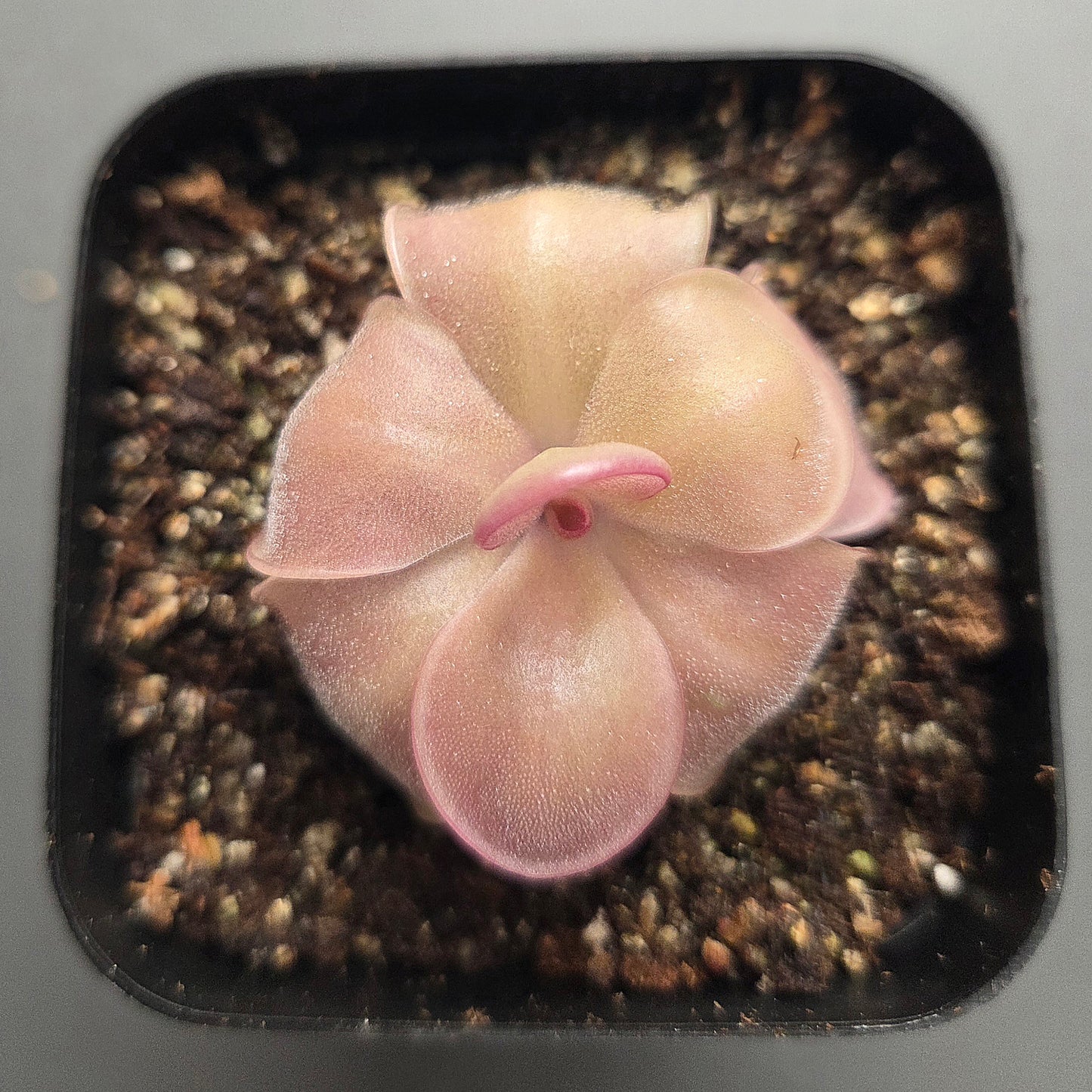 Pinguicula Mehitable