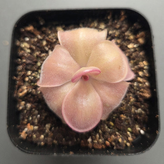 Pinguicula Mehitable