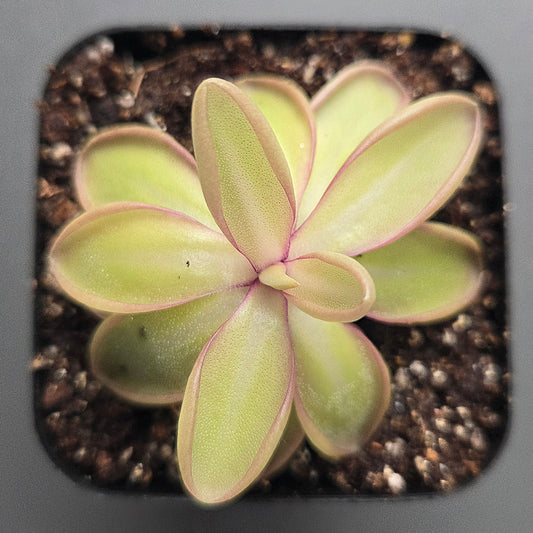 Pinguicula moranensis var. alba x emarginata