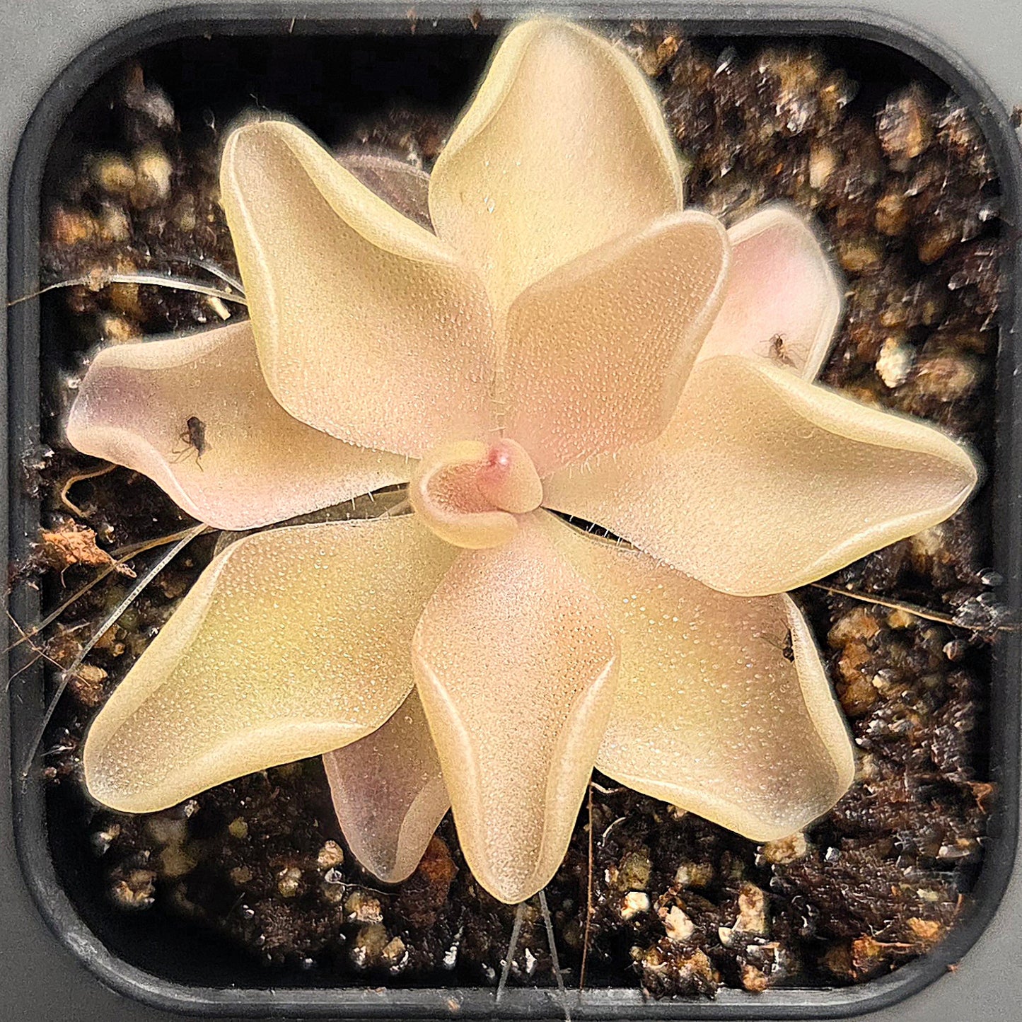 Pinguicula NOID #1