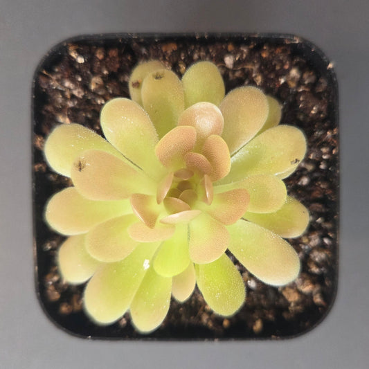 Pinguicula NOID #2