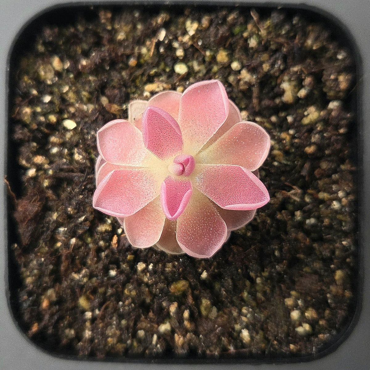 Pinguicula PE Formosa