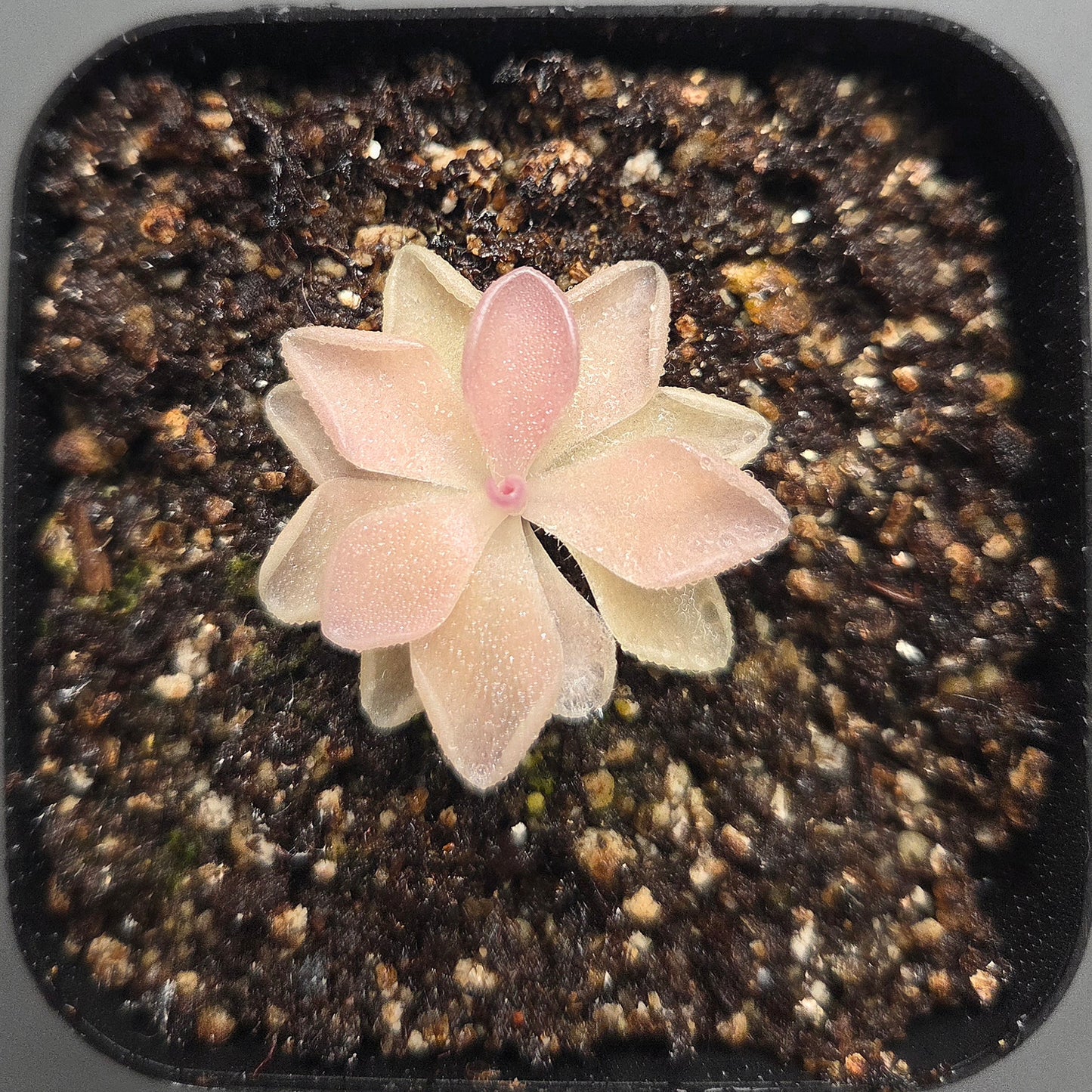 Pinguicula Pirouette