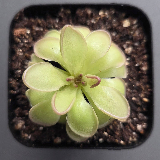 Pinguicula Plum Fairy
