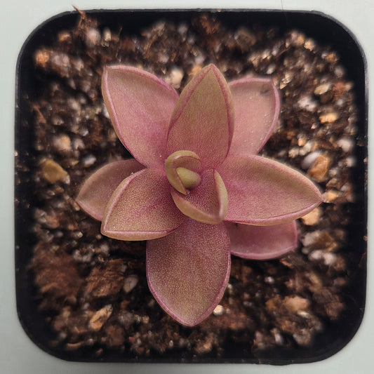 Pinguicula Razzberry Blonde
