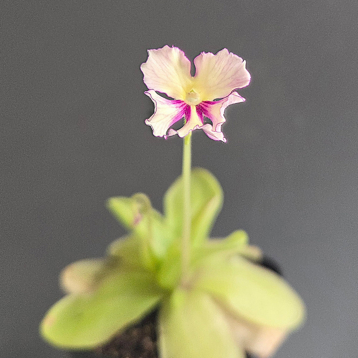 Pinguicula Razzberry Blonde