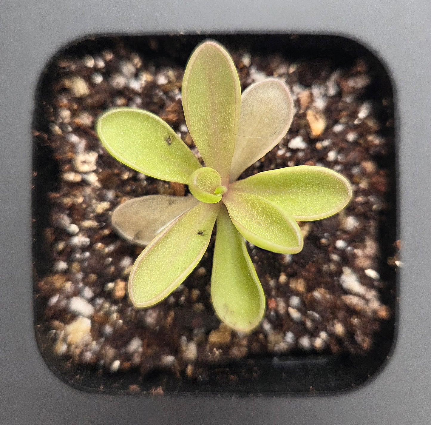Pinguicula Riva