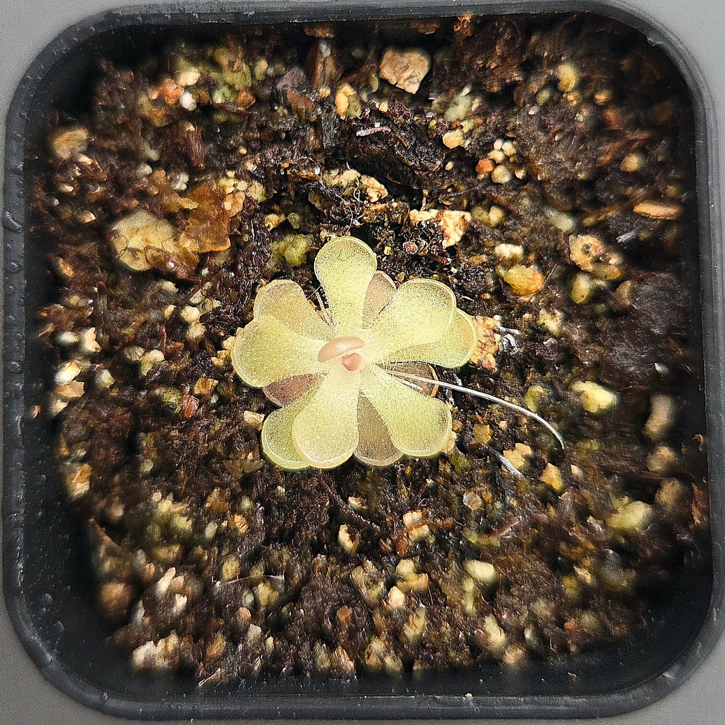 Pinguicula rotundiflora x gracilis