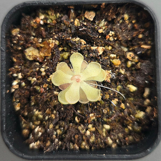 Pinguicula rotundiflora x gracilis