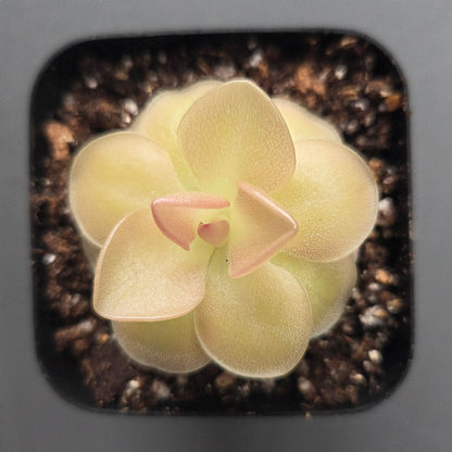Pinguicula Sethos