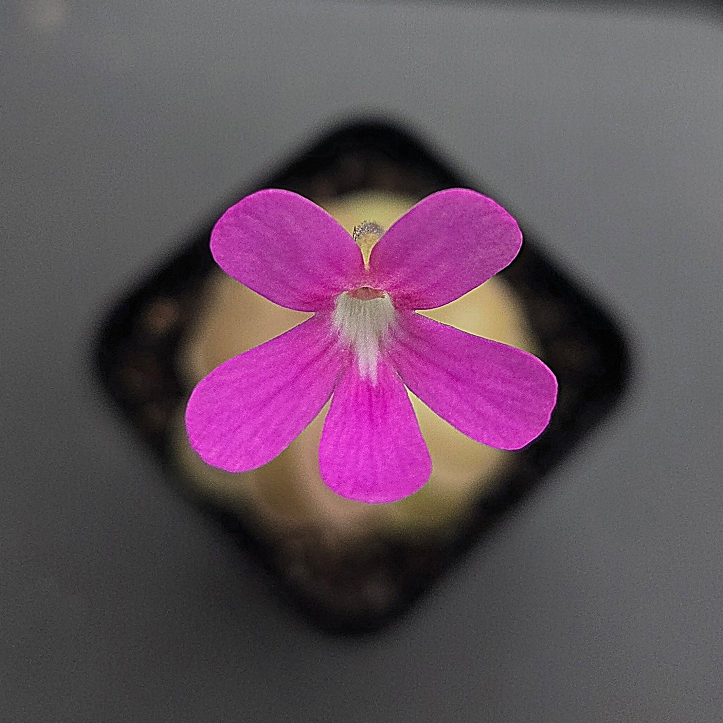 Pinguicula Sethos