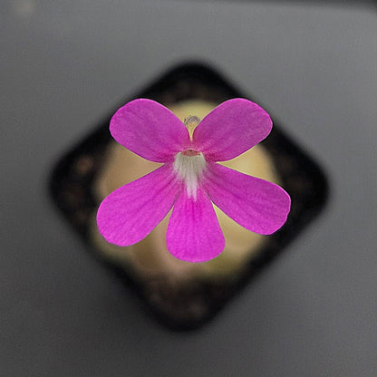 Pinguicula Sethos
