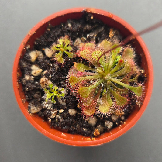 Drosera spatulata