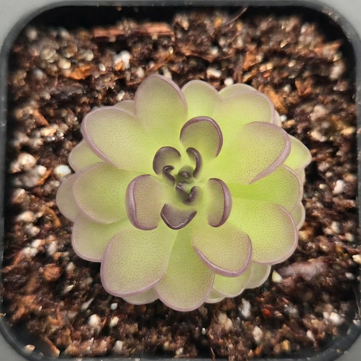 Pinguicula St. Elmo's a Fire