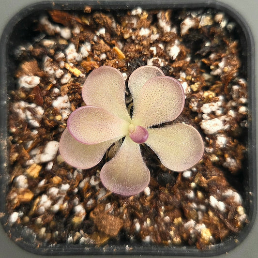 Pinguicula St. Elmo's a Fire