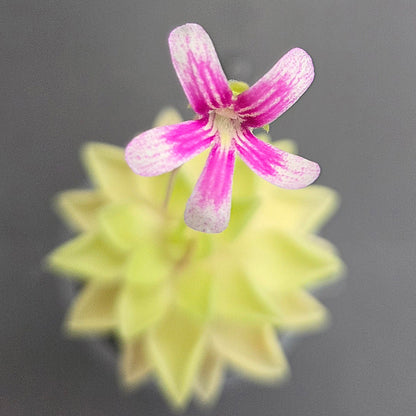 Pinguicula Sunshine