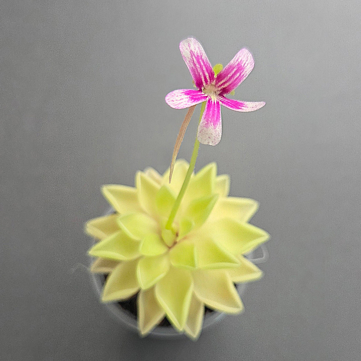 Pinguicula Sunshine