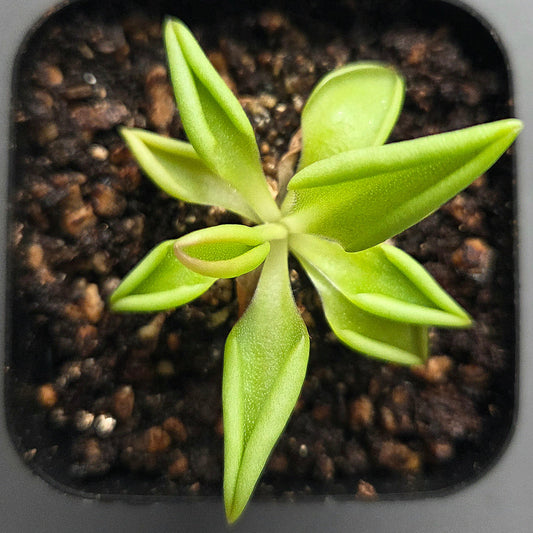 Pinguicula Titan