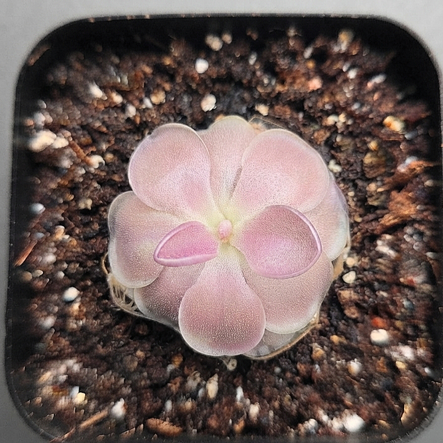 Pinguicula Weser