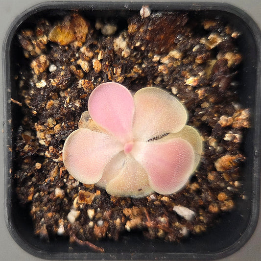 Pinguicula Weser