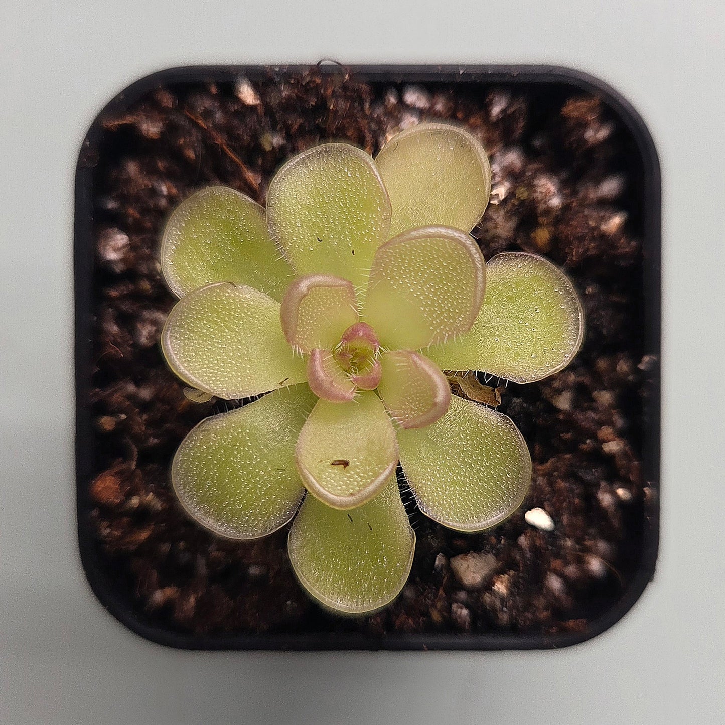 Pinguicula kondoi