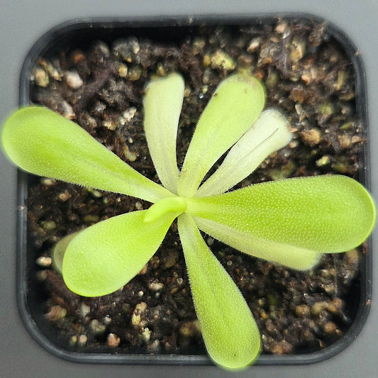 Pinguicula moctezumae x moranensis var. alba