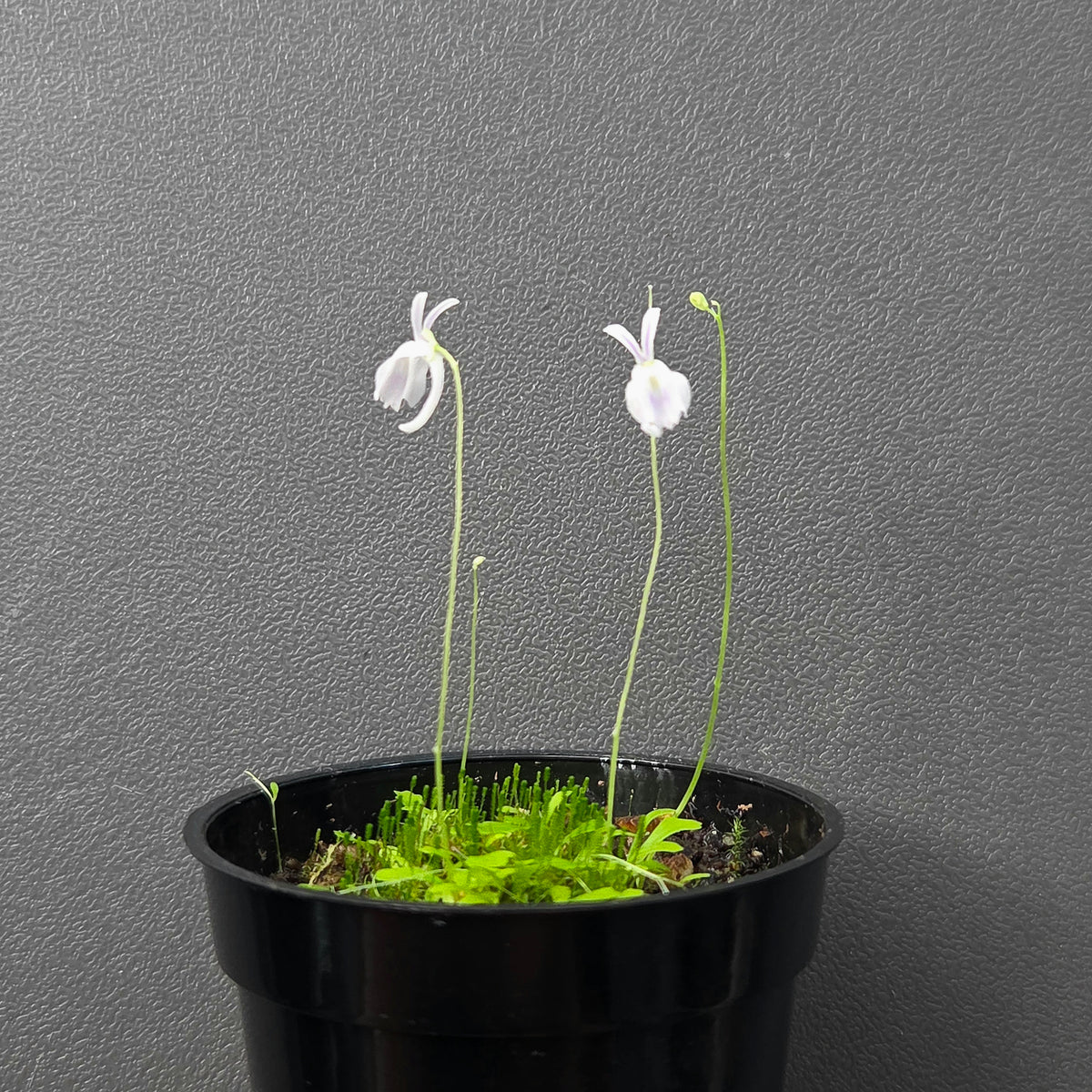 Utricularia sandersonii